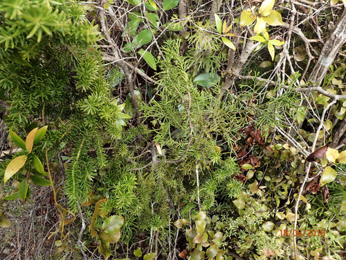 Alpine tarwood (Halocarpus biformis)