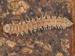 Polydesmus denticulatus
