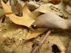 Harmonia axyridis