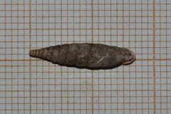 Laciniaria plicata