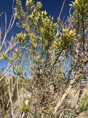 Ericameria paniculata