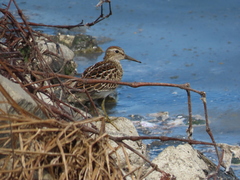 Calidris melanotos
