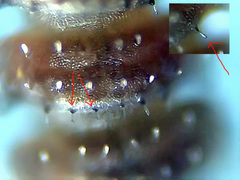 Polydesmus denticulatus