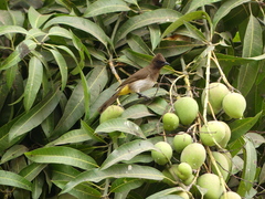 Pycnonotus barbatus