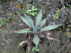 Agave salmiana