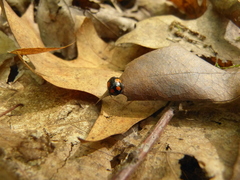 Harmonia axyridis