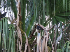 Acridotheres cristatellus