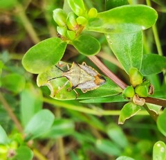 Carpocoris mediterraneus atlanticus