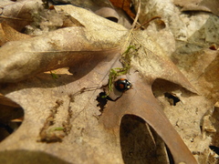 Harmonia axyridis