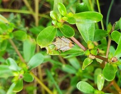 Carpocoris mediterraneus atlanticus