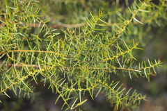 Acacia rupicola