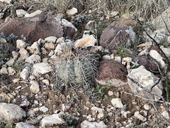 Echinocactus horizonthalonius
