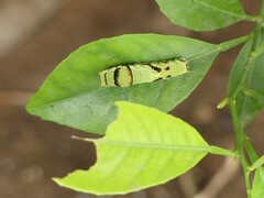 Papilio demodocus