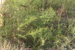 Acacia rupicola