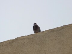 Streptopelia senegalensis