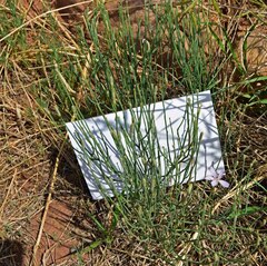 Stephanomeria pauciflora