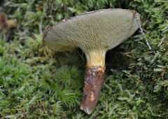 Suillus ampliporus
