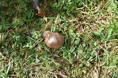 Suillus collinitus