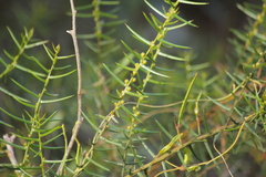Acacia rupicola