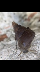 Tudorinae
