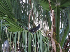 Acridotheres cristatellus
