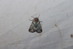 Harrisimemna trisignata