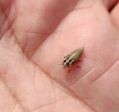 Lepyronia coleoptrata