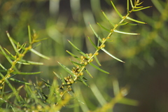 Acacia rupicola
