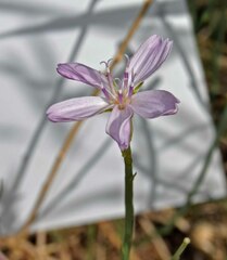 Stephanomeria pauciflora