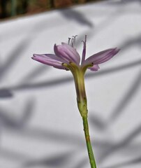 Stephanomeria pauciflora