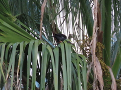 Acridotheres cristatellus