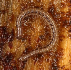 Blaniulidae
