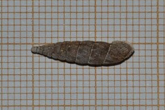 Laciniaria plicata