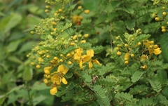 Senna auriculata