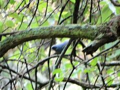 Melanotis caerulescens