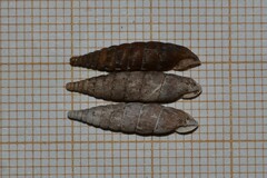Laciniaria plicata