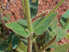 Mirabilis hirsuta