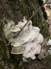 Rigidoporus