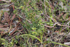 Correa reflexa scabridula