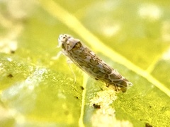 Eupteryx decemnotata