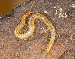 Schendyla nemorensis