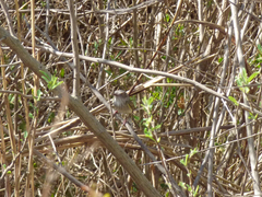 Hemitriccus margaritaceiventer