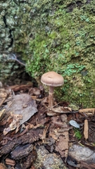 Cortinarius anomalus