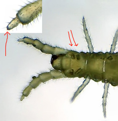 Schendyla nemorensis
