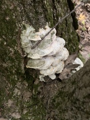 Rigidoporus