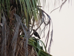 Acridotheres cristatellus