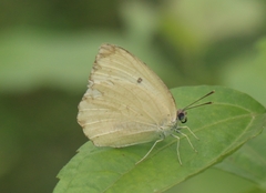 Catopsilia pyranthe