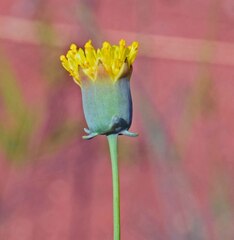 Thelesperma megapotamicum