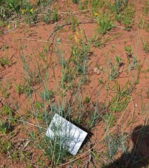 Thelesperma megapotamicum