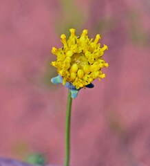 Thelesperma megapotamicum